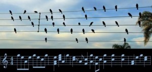 Birds on the Wires, Jarbas Agnelli (fot+part.)
